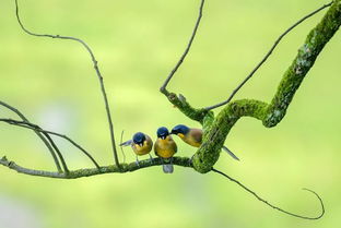 2019觀鳥大年六月優(yōu)秀作品集